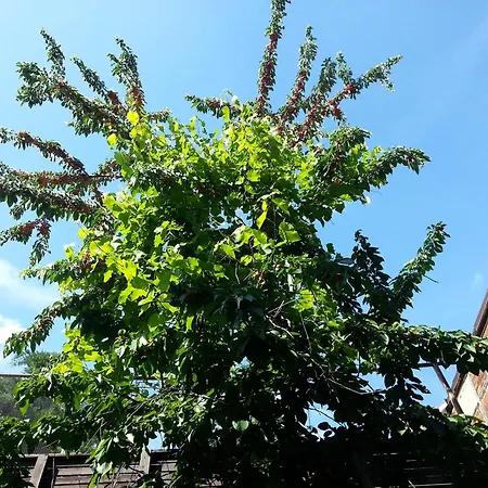 Zum Rost'gen Potte I *